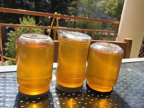 Recette Élixir de pin sylvestre et miel sauvage