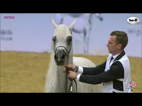 N 353 NADA AL SHAHANIA   Qatar National Arabian Horse Championship 2021   Mares 11+ Years Old Class