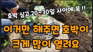 맷돌호박! 농사"이렇게만 하면! 큰 호박이 많이 열립니다~~ #호박크게키우는방법 #호박심는방법 #호박농사 #…
