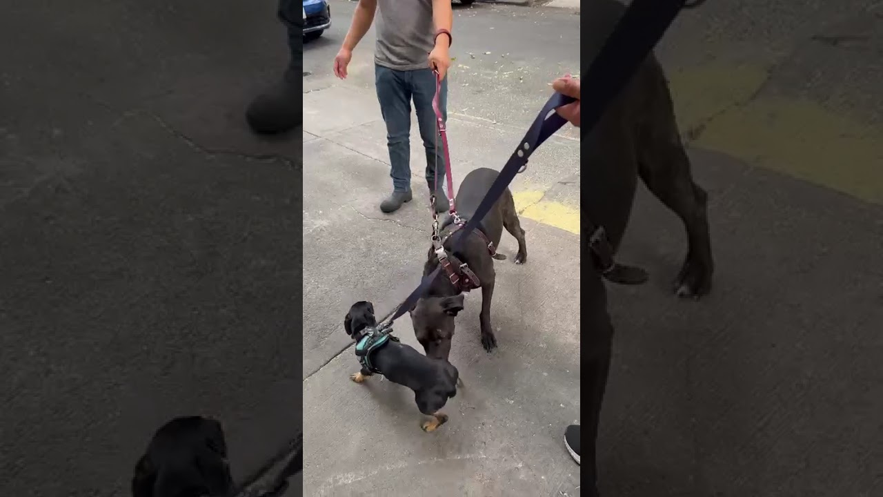 Enlarge SCOUT, a Adoptable mixed breed in Langley, BC video 4/6