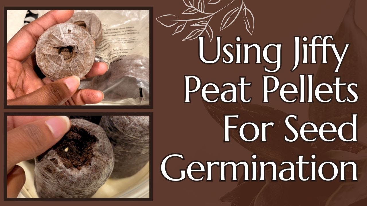 Using Jiffy Peat Pellets For Seed Germination