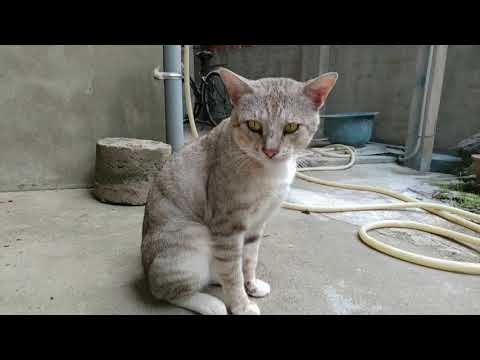 The injured cat comes to get some food(part 2) 受傷的老灰來吃肉肉