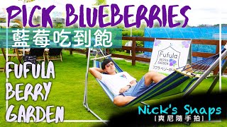 [遊記] 愛知豐田藍莓摘到飽Fufula BERRY GARDEN