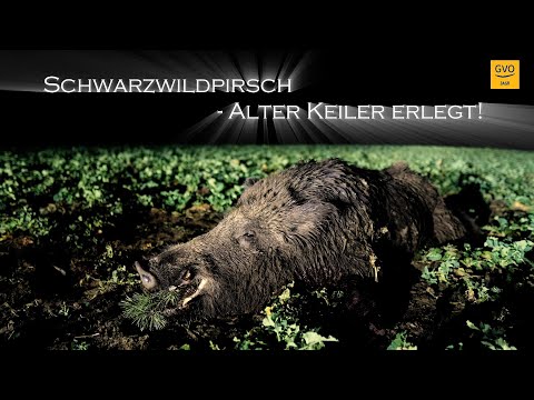 Schwarzwild anpirschen - alter Keiler erlegt! - #Pulsar