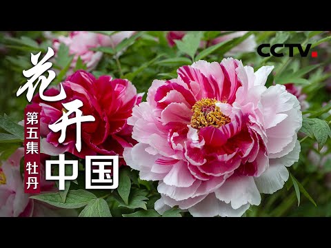 植物牡丹花