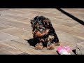 Yorkshire Terrier cachorro en venta