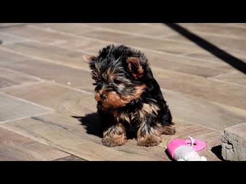 Perros Yorkshire Terrier en venta
