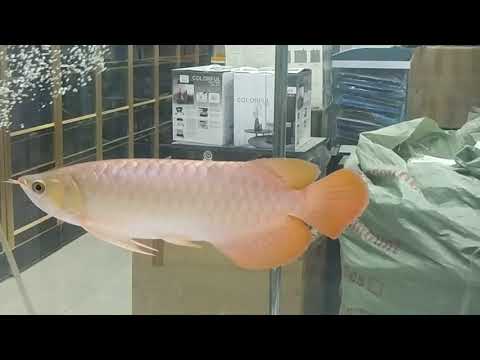 #albinofishbueatyful  #fish white Meengal tamil