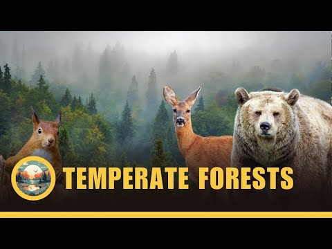 The Temperate Forest Biome