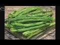 How To Cook Green Beans Spring Beans Pan Roasted String Beans Stir Fry Snap Beans