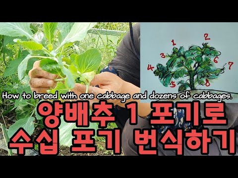 , title : '양배추 공짜로 수십 포기가  저절로 생깁니다. 뿌리째 절대로 뽑지 마세요~ How to breed with one cabbage and dozens of cabbages.'