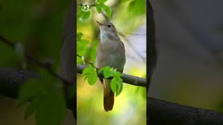 Music video thumbnail preview for The Very Nature by The Nightingales