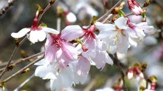 花､EKHの花のスライドショー（桜の花バラ科20180424）