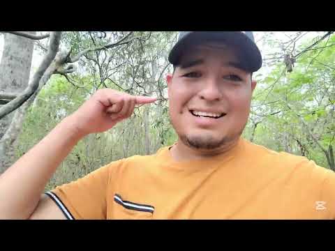 Florecimiento de Guayacanes Arenillas-El Oro Ecuador.