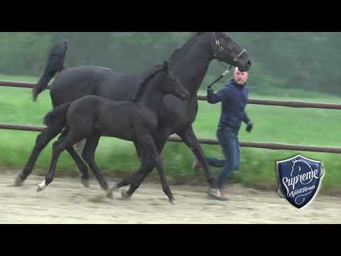 'DESPACINO' 2021 BLACK COLT BY DESPACITO (Don Nobleness x Sandro Hit)