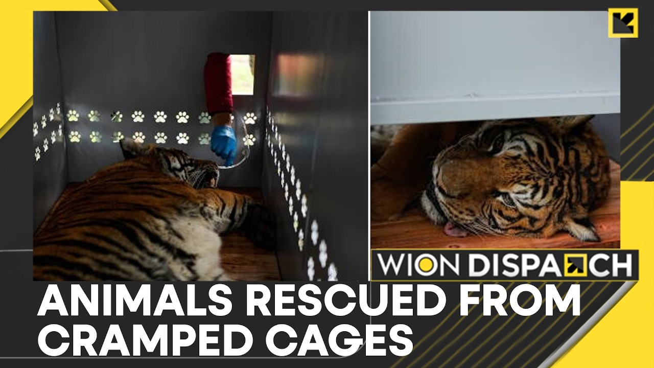 Argentina's Big Cats Get New Home | WION