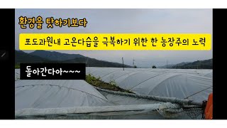 포도재배 비가림하우스 고온다습 극복 방법을 찾자 !