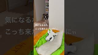 【フレブル】物陰から見てる #フレンチブルドッグ #vlog  #frenchie #shorts  #ひょっこりはん "Watching from the shadows."