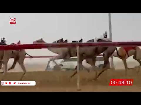   ش 10 (شاهين) لـ سلطان ضاحي حمد المزروعي 2:8 , شارة الصندوق 2026/06/14 فطامين سويحان       