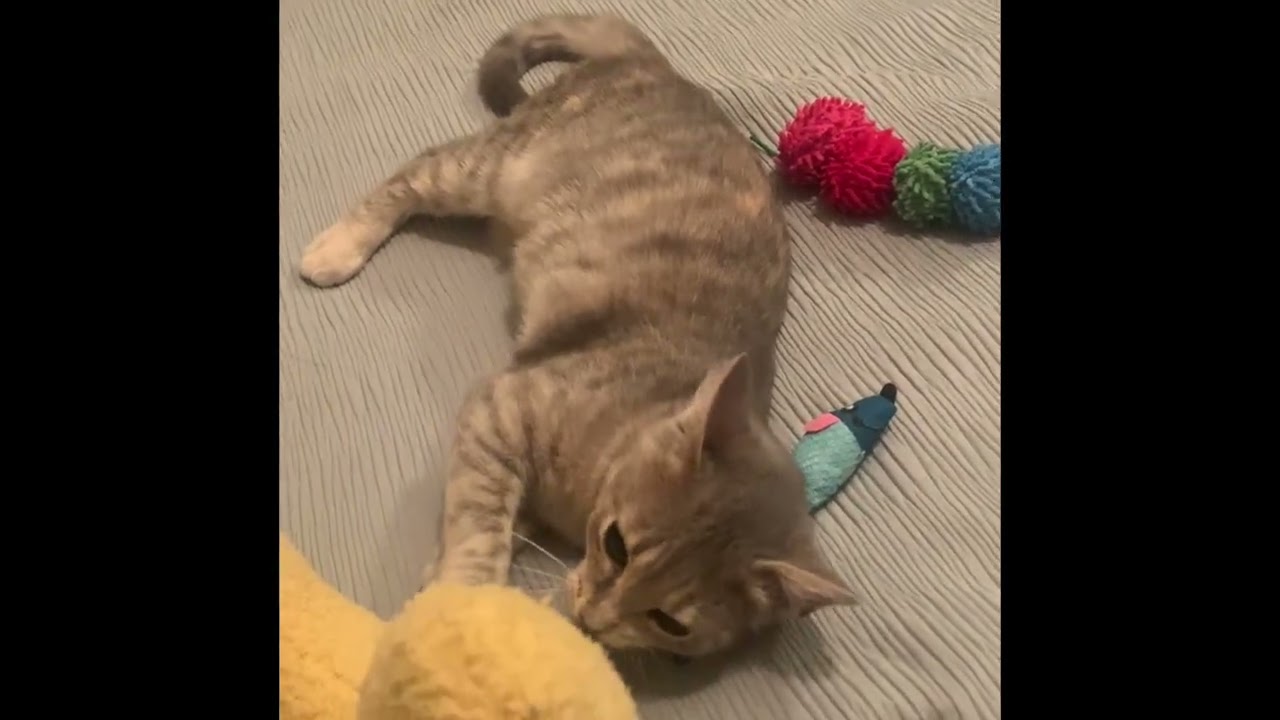 Enlarge Sugar Baby, an adopted mixed breed in Warwick, RI video 2/6