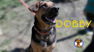 Video preview image #1 Mutt Puppy For Sale in Rockaway, NJ, USA