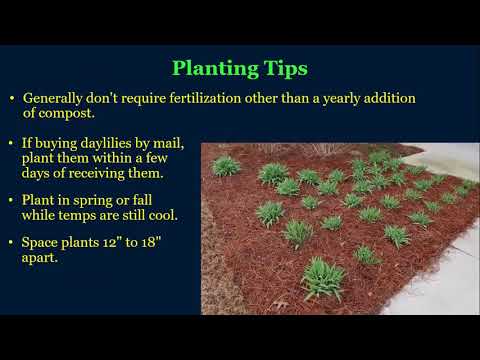 image-Can daylilies grow under trees?
