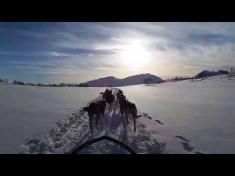 Dog Sledding in Kvaloya
