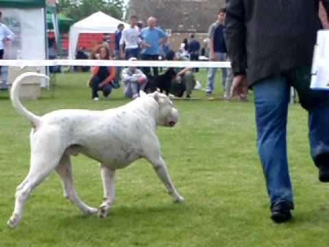 Dogo Argentino GAMAL Blanský les