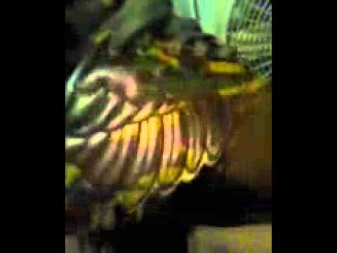 JEREMY SCOTT 2012 #DMV CAMO REVIEW