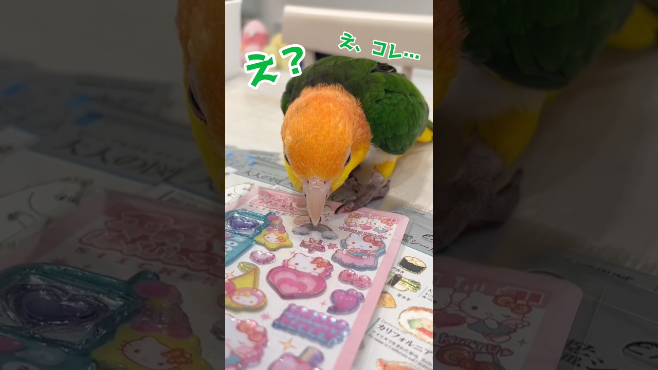 強制的にシール交換してくるギャル系インコがヤバいんだがww【シロハラインコ】 #shorts