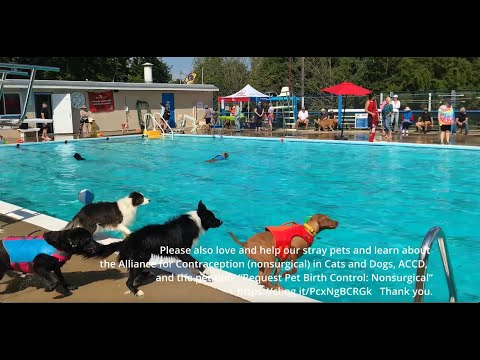 Doggy Days of Summer are here again! No pooping and scooping! We are having too much fun!