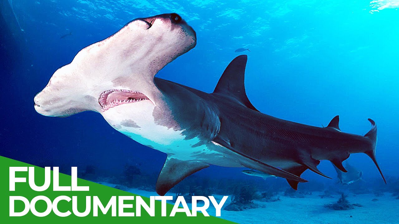 Wildlife - Just Sharks | Free Documentary Nature