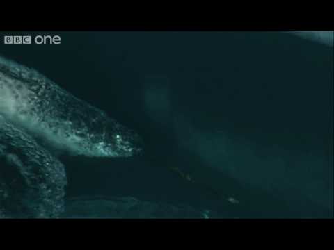 HD: Arctic 'Unicorns' - Nature's Great Events: The Great Melt - BBC