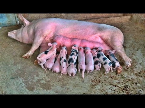 , title : 'criação de porco do meu amigo Chico 🐖🐷'