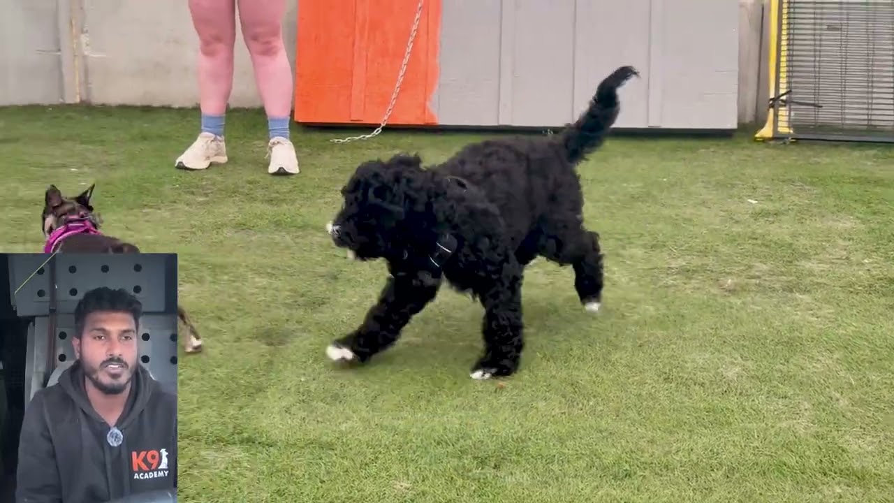 K9 Academy Puppy Training