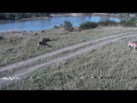 Djuma: Nyala, Impalas and Wildebeast bull grazing - 14:35 - 07/17/2023