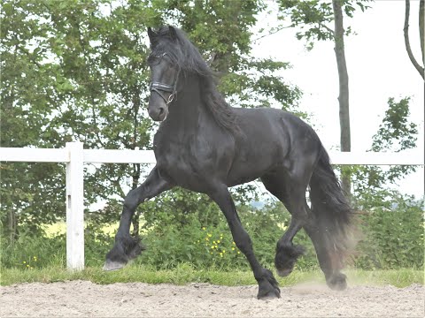 Stal Okkema's Ipe - Jurre x Reinder - stallion - 1.68m - 2018