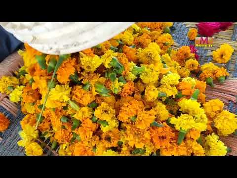 GENDA PHOOL FLOWERS MOOMAL TV