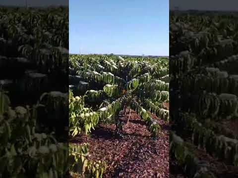 🌸☕ Na Fazenda Rio Branco, em Santa Luzia D’Oeste-RO, a natureza dá seu espetáculo  florada do café!