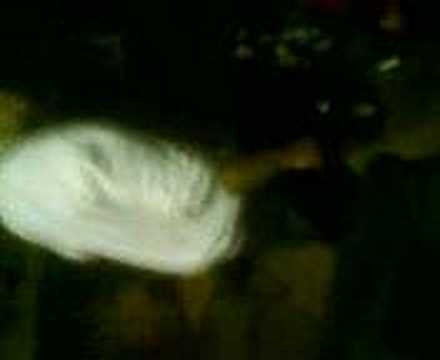 Joschi da party wigga