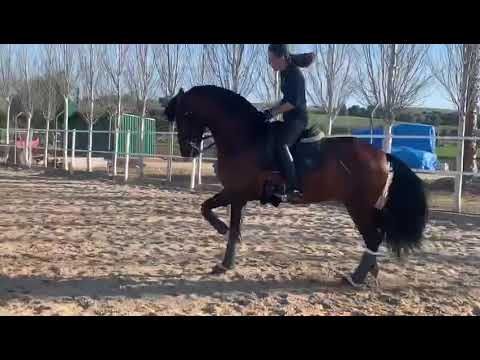 🇪🇸 ITO FANTASTIC PRE HORSE 🇪🇸 DRESSAGE HORSE FOR SALE IN 3/4th level PASSAGE • Piro Free •