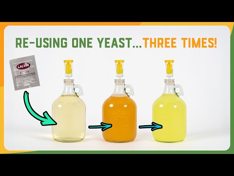 3 Brews, One Yeast - Mead, cider, and wine using the same yeast slurry!