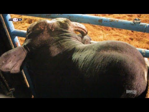 FINAL EM TOUROS - Maracaí Rodeio Show 2019