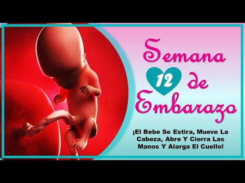 ❤️ SEMANA 12 DE EMBARAZO🤰 ❤️ ⏩  EMBARAZO SEMANA A SEMANA ⏩ Desarrollo y Evolucion del Bebe 👶🏻
