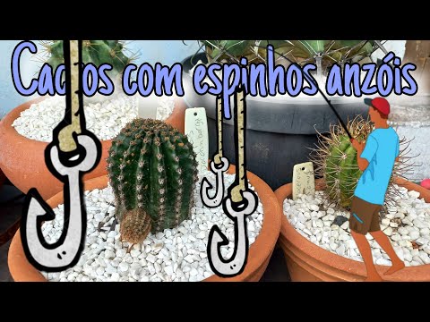 Cacti with hooked spines, Challenge (interactivity between channels) Jr. Naturezando