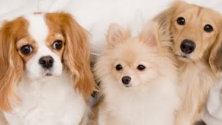 Cachorros e Pets Lindos e Divertidos. Gatos Divertidos.