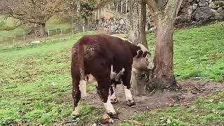 Impressive stallions!