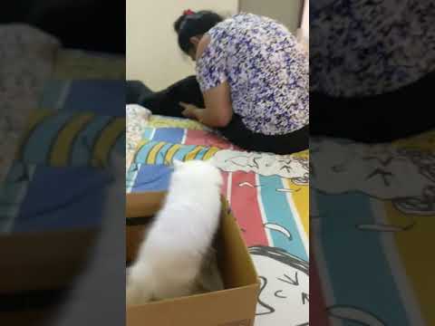 When dog meets cat | Tobo Meets Momo | Cat first day with dog