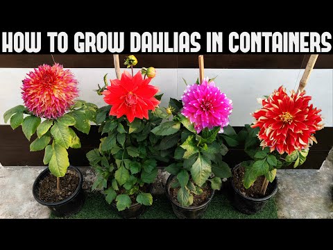 How To Grow Dahlias At Home | FULL INFORMATION
