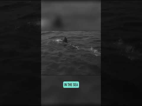 Gertrude "Trudy" Ederle, The First Women To Swim The English Channel!